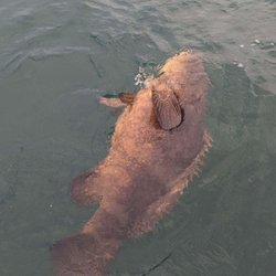 Lucky D Fishing Charters