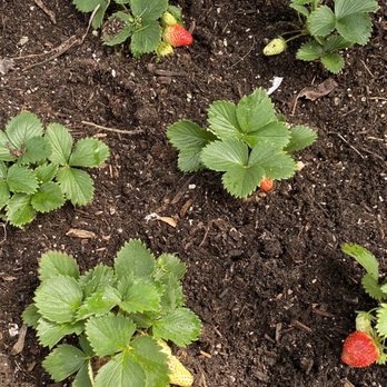 The Standard Design Group Nurseries - Strawberries we bought from the Standard. - Nurseries & Gardening Near Me - Pasadena, California The Standard Design Group Nurseries - Strawberries we bought from the Standard. - Nurseries & Gardening Near Me - Pasadena, California