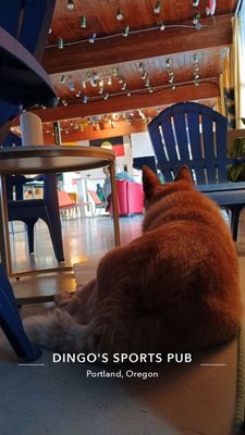 dingo's sports pub by null
