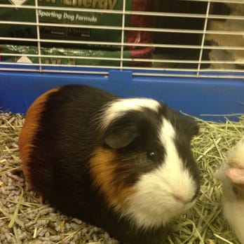 Adventure Pets - Commonly called a short haired guinea pig. Easiest temperament & minimal grooming. - Pet Stores Near Me - Mandeville, Louisiana