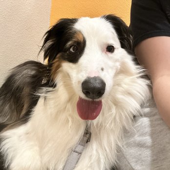ATX Animal Clinic - Veterinarians Near Me - Austin, Texas ATX Animal Clinic - Veterinarians Near Me - Austin, Texas