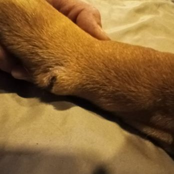 VCA El Rancho Animal Hospital - Poor baby, it had to hurt so bad - Veterinarians Near Me - Temecula, California VCA El Rancho Animal Hospital - Poor baby, it had to hurt so bad - Veterinarians Near Me - Temecula, California