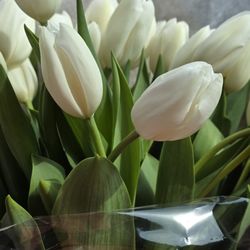 Pam's Petals - 3 dozen white tulips