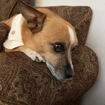 A Dog Gone Good Grooming - Pet Groomers Near Me - Yuma, Arizona