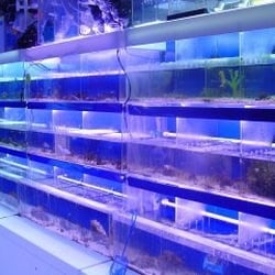 Atlantis Fish Shoppe