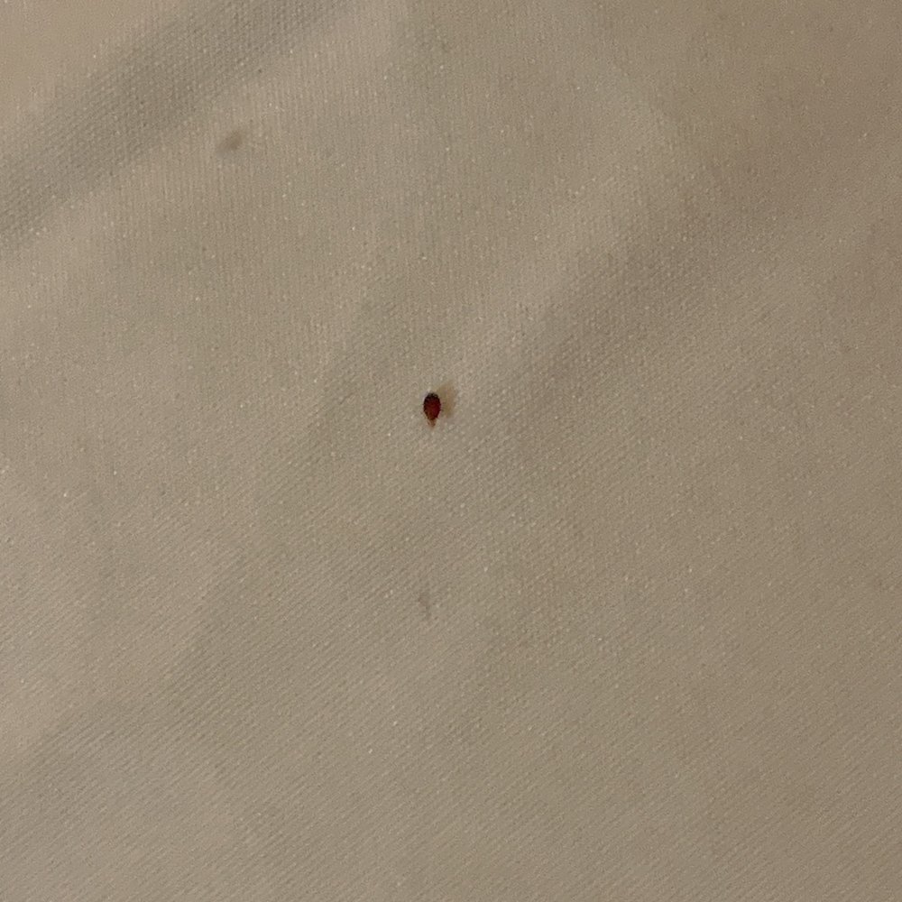 Bed bug #2 Bed bug #2