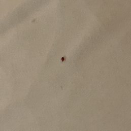 Bed bug #2
