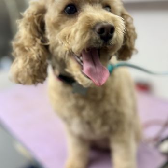 The Rusty Mutt - Pet Groomers Near Me