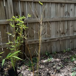 Houston Bamboo Nursery