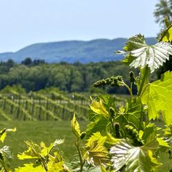 Clover Pond Vineyard - Vines in bloom