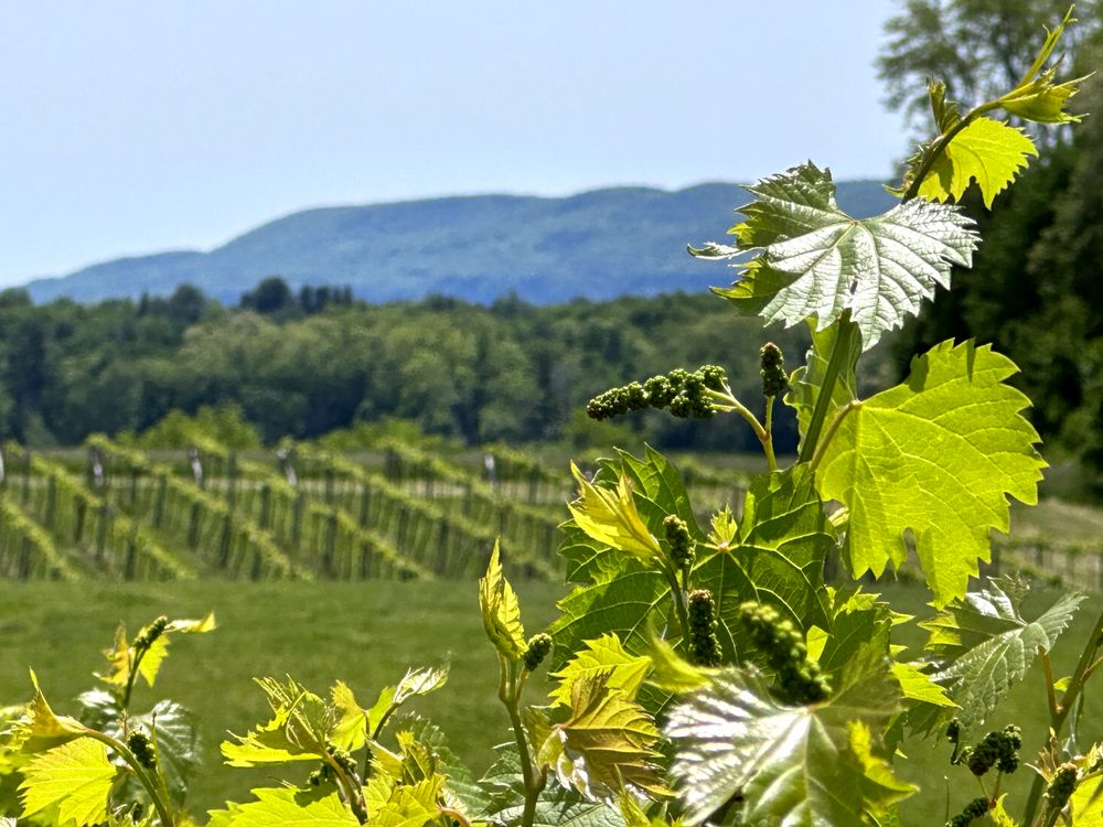 Clover Pond Vineyard - vineyard in Altamont, NY