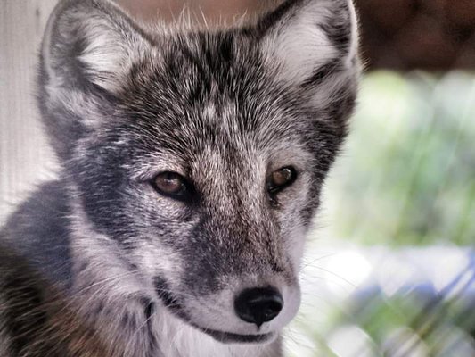 Wolf Mountain Nature Center by null