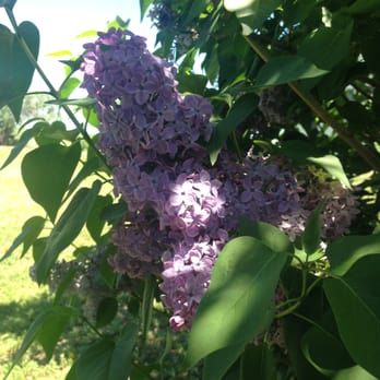 Schweiger Ranch - Lilac bush - Landmarks & Historical Buildings Near Me - Lone Tree, Colorado