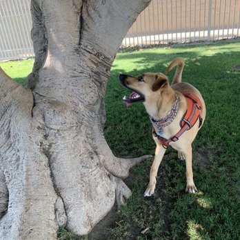 Mulligan Dog Park - Dog Parks Near Me - Indio, California