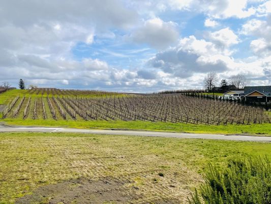 Adelsheim Vineyard by null