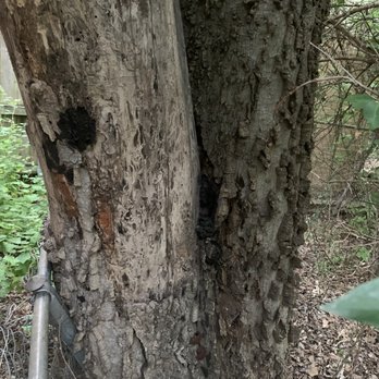 Ortega's Lawn and Landscaping - a tree with a hole in it - Tree Services Near Me Ortega's Lawn and Landscaping - a tree with a hole in it - Tree Services Near Me