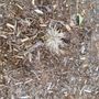 Photo of Omni Sprinkler Service and Landscaping