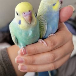 pets unlimited website