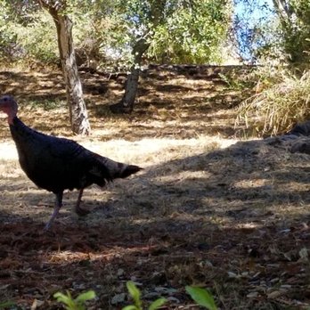 Morcom Municipal Rose Garden - Wild Turkey - Parks Near Me - Oakland, California