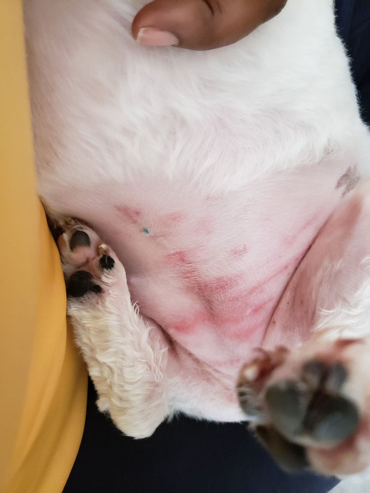 PET PARLOR PET GROOMING Updated October 2024 40 Photos 12615