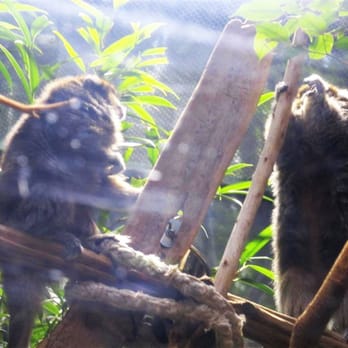 Shedd Aquarium - Monkeys munching on their lunch - Aquariums Near Me - Chicago, Illinois Shedd Aquarium - Monkeys munching on their lunch - Aquariums Near Me - Chicago, Illinois
