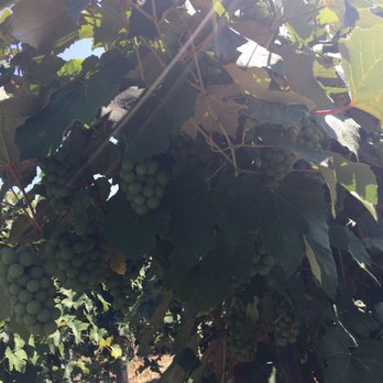 6 Mile Cellars - Wineries Near Me - Erie, Pennsylvania 6 Mile Cellars - Wineries Near Me - Erie, Pennsylvania