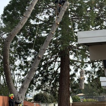 Flores Tree Service - Tree Services Near Me - San Rafael, California Flores Tree Service - Tree Services Near Me - San Rafael, California