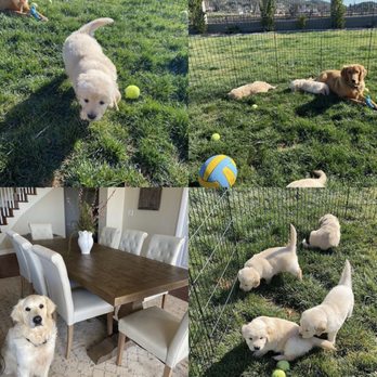 Golden State Retrievers - Play time before nap! - Pet Breeders Near Me