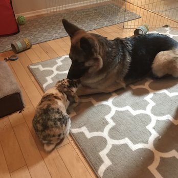 Rabbit Rescue - Toffee even loves our dogs! - Animal Shelters Near Me - Paramount, California