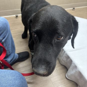 Spencer Animal Hospital - Out sweet boy, Tyson - Veterinarians Near Me - Pasadena, Texas Spencer Animal Hospital - Out sweet boy, Tyson - Veterinarians Near Me - Pasadena, Texas