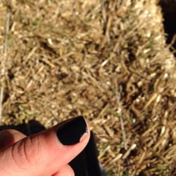 Baldwin Nail & Spa - Chipped gel manicure less than 24 hours after application.