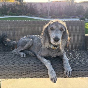 Fur & Feathers Pet Resort - Pet Groomers Near Me - Bakersfield, California Fur & Feathers Pet Resort - Pet Groomers Near Me - Bakersfield, California