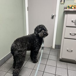 Waiting on vet tech! Waiting on vet tech!