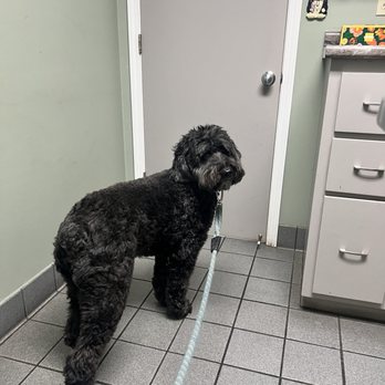Dykes Veterinary Clinic - Waiting on vet tech! - Veterinarians Near Me - Foley, Alabama Dykes Veterinary Clinic - Waiting on vet tech! - Veterinarians Near Me - Foley, Alabama
