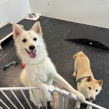 Barking Muse - Pet Groomers Near Me - Sugar Land, Texas Barking Muse - Pet Groomers Near Me - Sugar Land, Texas
