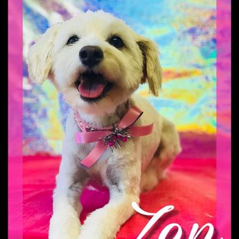Purrfect Pets - Pet Groomers Near Me - Elk Grove, California Purrfect Pets - Pet Groomers Near Me - Elk Grove, California
