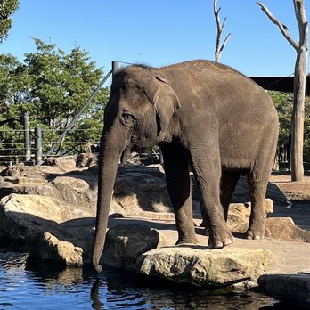 Taronga Zoo - Zoo friends - Zoos Near Me - Mosman, NSW