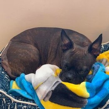 TrueCare for pets - Veterinarians Near Me - Studio City, California