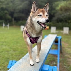 Four Paws Kingdom Campground