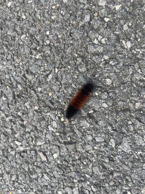 Sky Meadows State Park by null