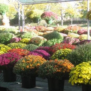 Johansen Farms - Gorgeous Mums - Zoos Near Me - Bolingbrook, Illinois