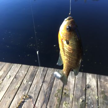 Turkey Swamp Park - another bluegill - Parks Near Me - Freehold Township, New Jersey Turkey Swamp Park - another bluegill - Parks Near Me - Freehold Township, New Jersey