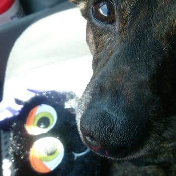 PetSmart - Happy furbaby with her new toy! - Pet Stores Near Me - Seal Beach, California PetSmart - Happy furbaby with her new toy! - Pet Stores Near Me - Seal Beach, California