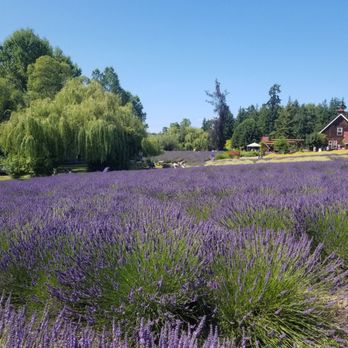 Purple Haze Lavender Farm - Flowers & Gifts Near Me - Sequim, Washington Purple Haze Lavender Farm - Flowers & Gifts Near Me - Sequim, Washington