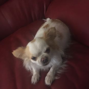 Dutch Bros Coffee - Sleepy dog. - Coffee & Tea Near Me - Tempe, Arizona Dutch Bros Coffee - Sleepy dog. - Coffee & Tea Near Me - Tempe, Arizona