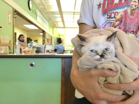 vca crocker animal hospital