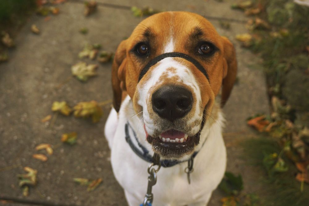 The Northern Mile - pet boarding facility in Pittsburgh, PA