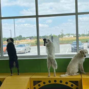 City Bark Thornton - Pet Boarding Near Me - Thornton, Colorado City Bark Thornton - Pet Boarding Near Me - Thornton, Colorado
