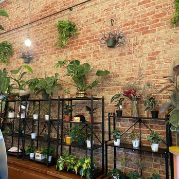 Kuyas - These plants are lovely and are for sale. - Cafes Near Me - Los Angeles, California