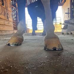 Kentucky Legend Horseshoeing